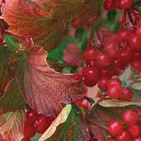 Калина: польза и вред для здоровья — ягоды калины красной, сок, варенье, морс