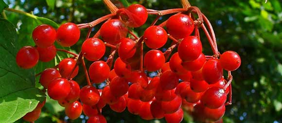 Калина: польза и вред для здоровья — ягоды калины красной, сок, варенье, морс