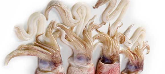 Кальмары: польза и вред для здоровья человека, щупальца, копченые кальмары