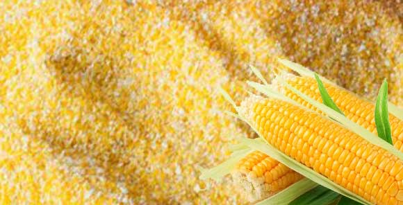 Кукурузная каша: польза и вред для организма, приготовление, употребление и хранение