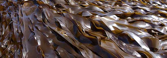 Морская капуста: польза и вред, лечебные свойства и противопоказания