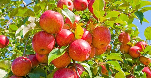 Польза и вред яблок: свежих, сушеных и печеных. Правильный выбор и хранение.