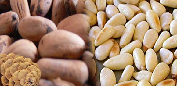 Польза и вред кедровых орехов для организма женщин и мужчин, противопоказания
