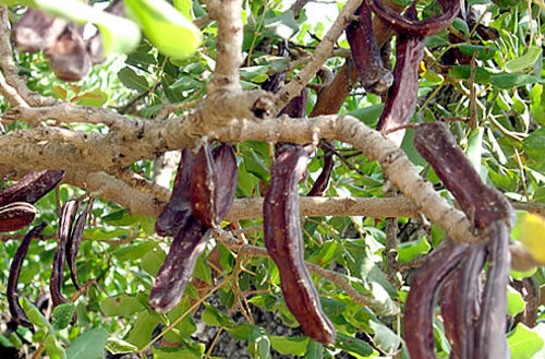 Рожковое дерево: полезные свойства сиропа, плодов и камеди, как принимать