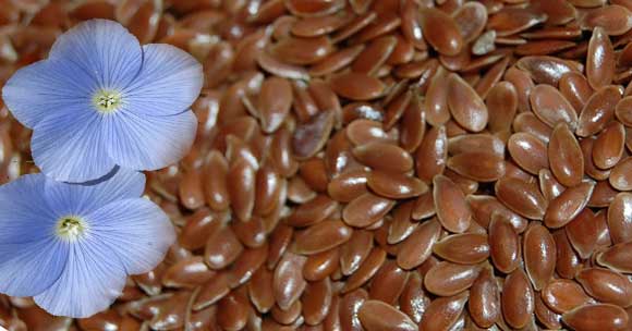 Семена льна: польза и вред, как принимать для здоровья и похудения, отвар и мука из семян льна