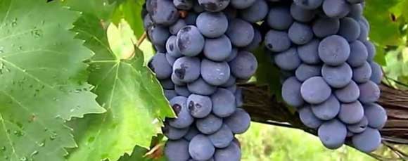 Виноград: польза и вред для организма, о черном и зеленом, винограде кишмиш