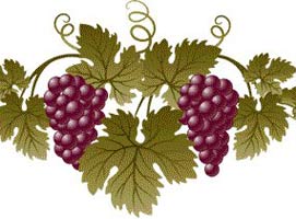 Виноградное масло для массажа: применение, полезные свойства