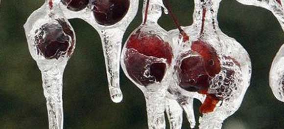 Вишня: польза и вред для здоровья — замороженная, сушеная вишня, листья и чай